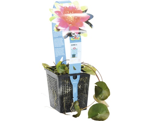 Seerose im schwarzen Pflanzkorb mit Produktanhänger