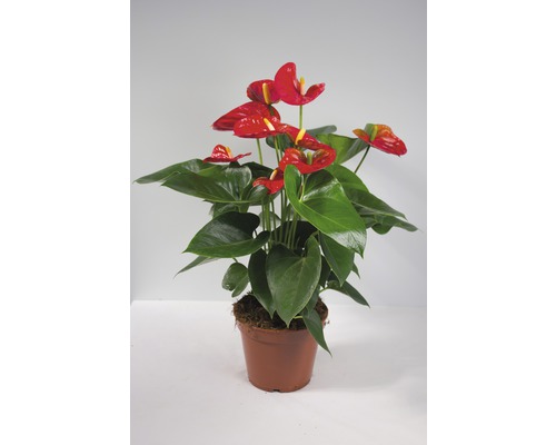 Anthurium andreanum FloraSelf Flamingoblume/ AT rot Anthurie | H HORNBACH