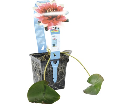 Seerose in einem Topf mit roter Blüte und grünen Blättern.