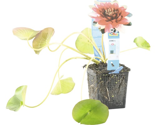 Seerose in einem Topf mit Blättern und einer Blüte