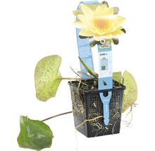 Seerose FloraSelf Nymphaea-Cultivars 'Yellow Sensation' H 5-30 cm Co 1 L