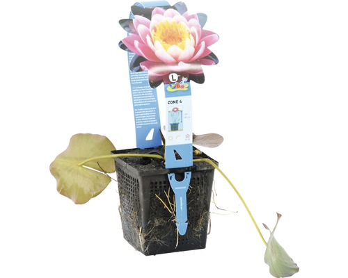 Seerose in einem Topf mit einem blühenden rosa Lotus