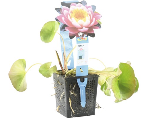 Seerose im Topf mit rosa Blüte und grünen Blättern