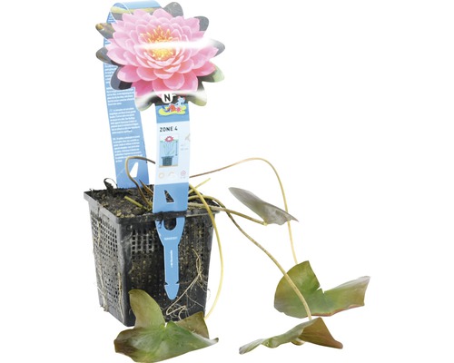 Seerose in einem Topf mit Pflanzenetikett