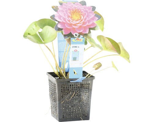 Seerose in einem schwarzen Gittertopf mit rosafarbener Blüte und grünen Blättern