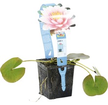 Seerose im Topf mit Blüte und Blättern