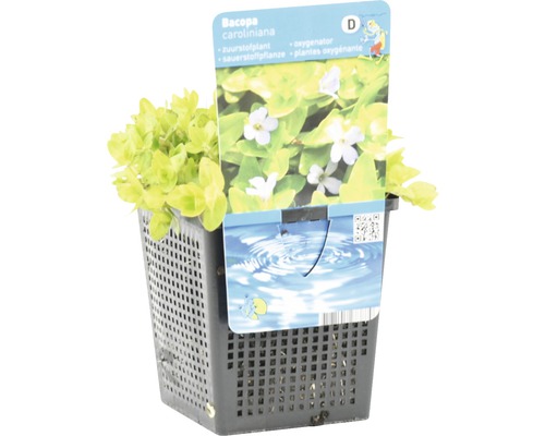 Bacopa caroliniana im Topf, eine Sauerstoffpflanze für den Gartenteich