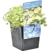 Hydrocotyle sibthorpioides Variegata im Topf, eine Sauerstoffpflanze für den Teich