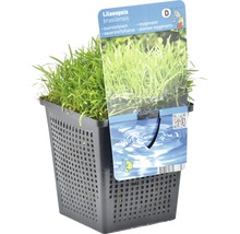 Lilaeopsis brasiliensis Sauerstoffpflanze im Gittertopf