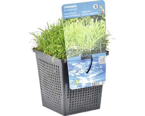 Lilaeopsis brasiliensis Sauerstoffpflanze im Gittertopf
