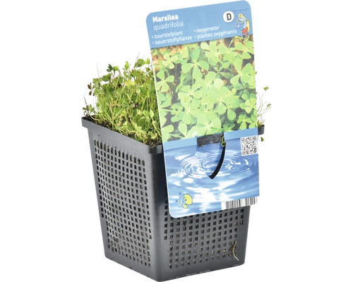 Marsilea quadrifolia Sauerstoffpflanze im Topf