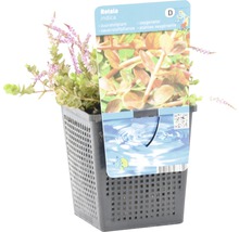 Rotala indica im Topf, eine Sauerstoffpflanze für Aquarien