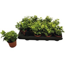 Efeu-Pflanzen in Töpfen auf einem schwarzen Tablett