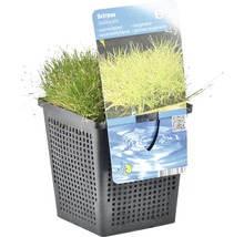 Scirpus isolepis Sauerstoffpflanze im Pflanzkorb