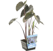 Zimmerpflanze Alocasia rubra Black Magic im Topf