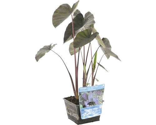 Taro FloraSelf Colocasia rubra 'Black Magic' H 10-60 cm 18x18 cm Korb