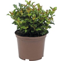 Stechpalme FloraSelf Ilex meserveae 'Little Rascal' H 12-15 cm Co 1,5 L