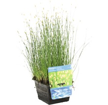 Eleocharis palustris in einem Topf, eine Wasserpflanze für den Gartenteich