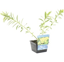 Euphorbia palustris Sumpf-Wolfsmilch im Topf