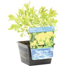 Euphorbia palustris im Topf, eine Wasserpflanze für den Gartenteich
