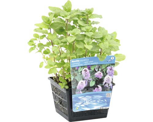 Wasser-Minze Pflanze im Topf