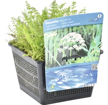 Oenanthe aquatica Wasserpflanze im Pflanzkorb