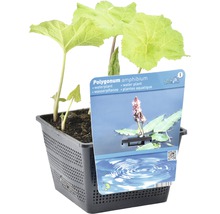 Wasserknöterich im Topf als Wasserpflanze