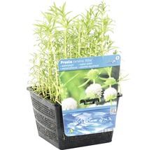Prestlia cervina Alba Wasserpflanze im Topf