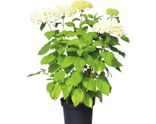 Ballhortensie 'Annabelle'e FloraSelf Hydrangea arborescens 'Annabelle' H 50-60 cm Co 5 L