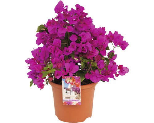 Drillingsblume Bougainvillea sanderiana ''Renate' H 35 cm Ø 19 cm Topf