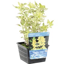 Lysimachia Variegata Wasserpflanze im Topf