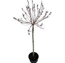 Kätzchenweide als Stämmchen im Topf