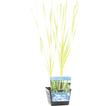 Zwergrohrkolben Typha laxmannii Variegata im Topf