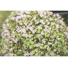 Nahaufnahme einer Büschelpflanze mit grünen Blättern und kleinen Blüten