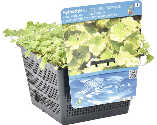 Hydrocotyle sibthorpioides Variegata Sauerstoffpflanze im Pflanzkorb