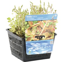 Rotala indica Sauerstoffpflanze im Topf