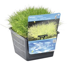 Scirpus isolepis Sauerstoffpflanze im schwarzen Pflanzkorb