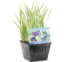 Japanische Sumpfschwertlilie ''Variegata'' im schwarzen Pflanzkorb