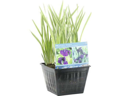 Japanische Sumpfschwertlilie ''Variegata'' im schwarzen Pflanzkorb