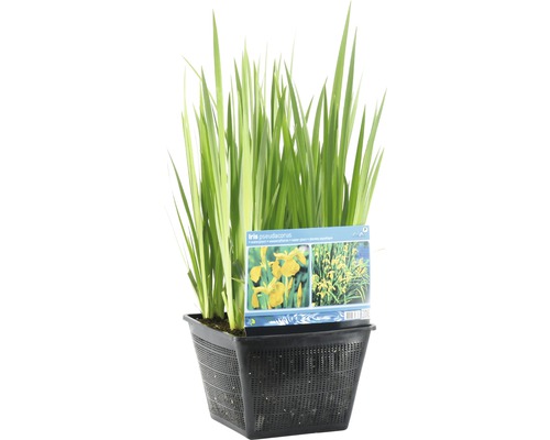 Gelbe Sumpf-Schwertlilie in einem schwarzen Topf