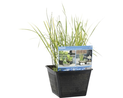 Teichpflanzen Set FloraSelf H 20-70 cm Pflanzkorb 28x28 cm Mixmand Wasserpflanze im schwarzen Pflanzgefäß