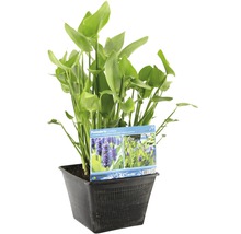 Hechtkraut im schwarzen Kunststofftopf