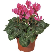 Zyklame Pflanze im Topf mit pinkfarbenen Blüten