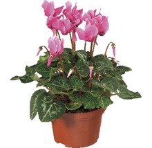 Zyklame im Topf mit rosa Blüten