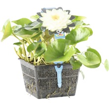 Seerose im Pflanzkorb mit weißen Blüten und grünen Blättern