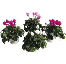 Drei Alpenveilchen Pflanzen in Töpfen