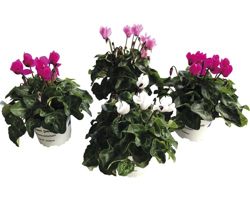 Alpenveilchen Patio Mix FloraSelf Cyclamen persicum Ø 10/11 cm Topf Drei Alpenveilchen Pflanzen in Töpfen