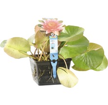 Seerose FloraSelf Nymphaea-Cultivars 'Charles de Meurville' H 10-30 cm Co 3 L