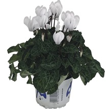 Weiße Zimmer-Alpenveilchen Pflanze im Topf