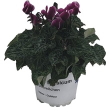 Zyklame Zimmerpflanze im Topf